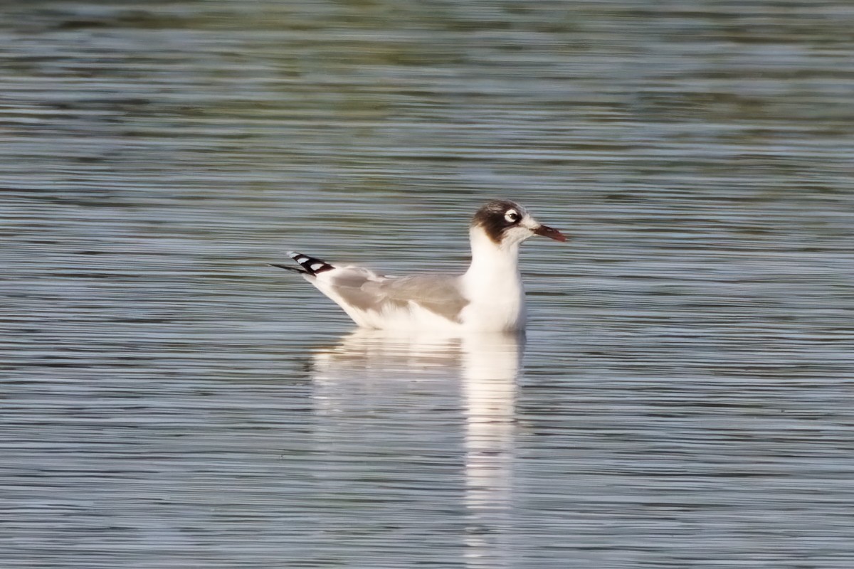 Franklin's Gull - ML624094096