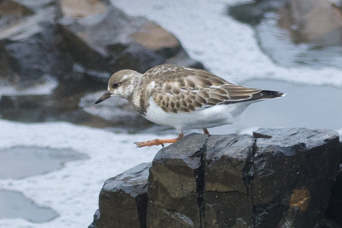 Ruddy Turnstone - ML624094109