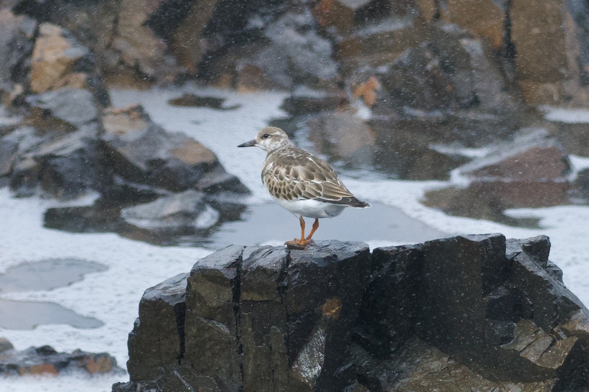 Ruddy Turnstone - ML624094110