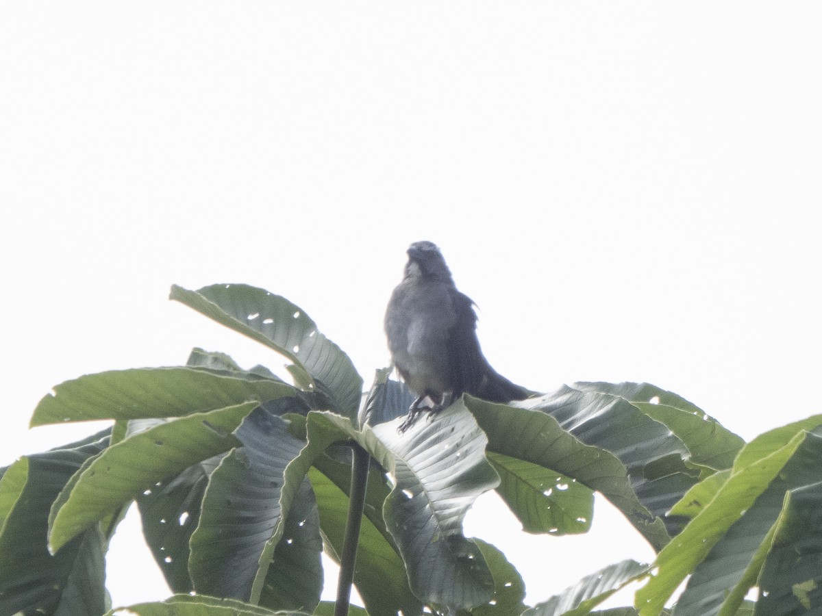 Pepitero Grisáceo del Amazonas - ML624094113