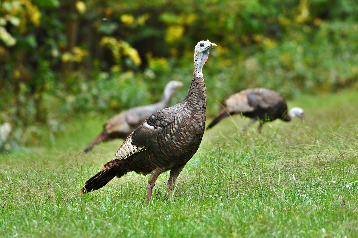 Wild Turkey - ML624094116