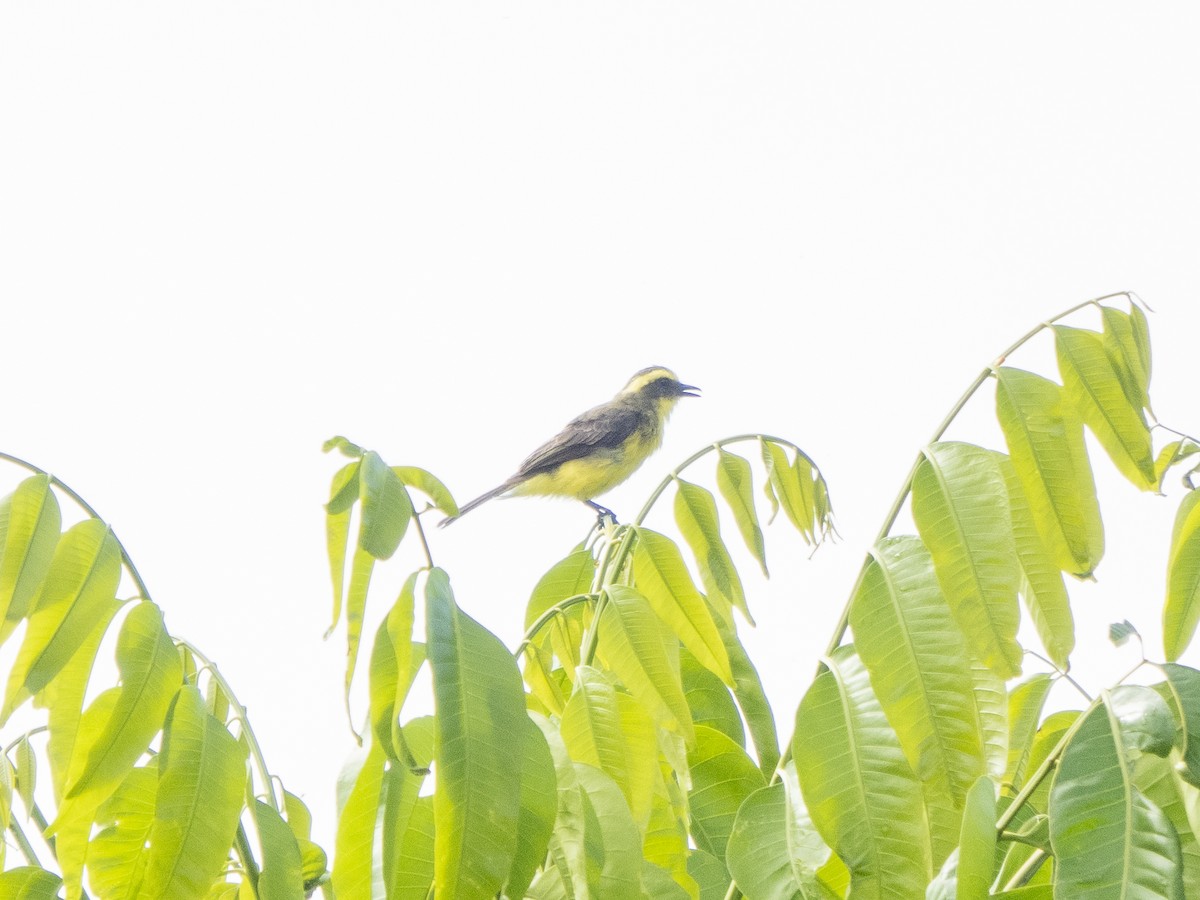 Lemon-browed Flycatcher - ML624094122