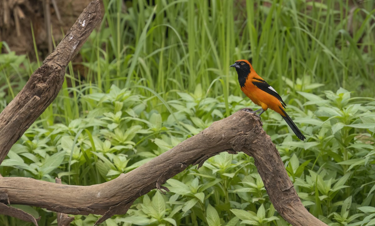 Orange-backed Troupial - ML624094176