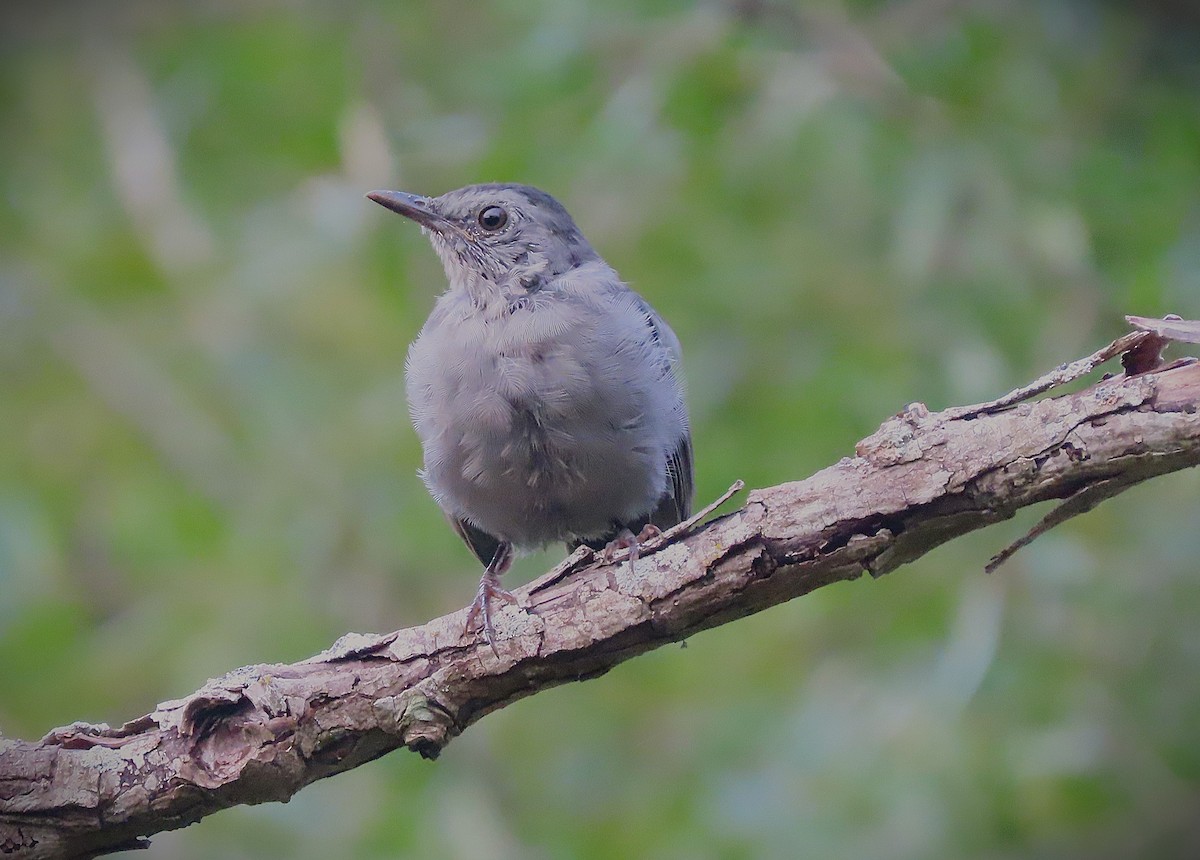 Gray Catbird - ML624094240