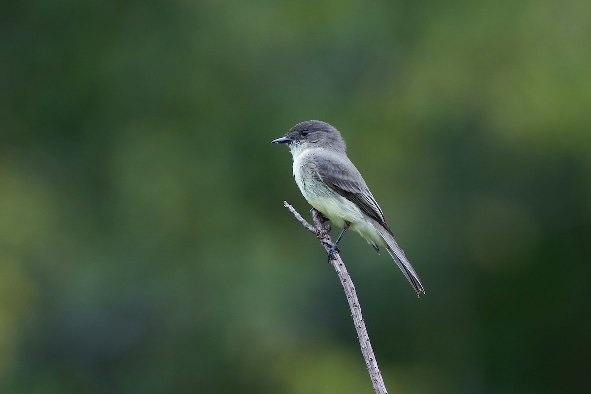 Eastern Phoebe - ML624094248