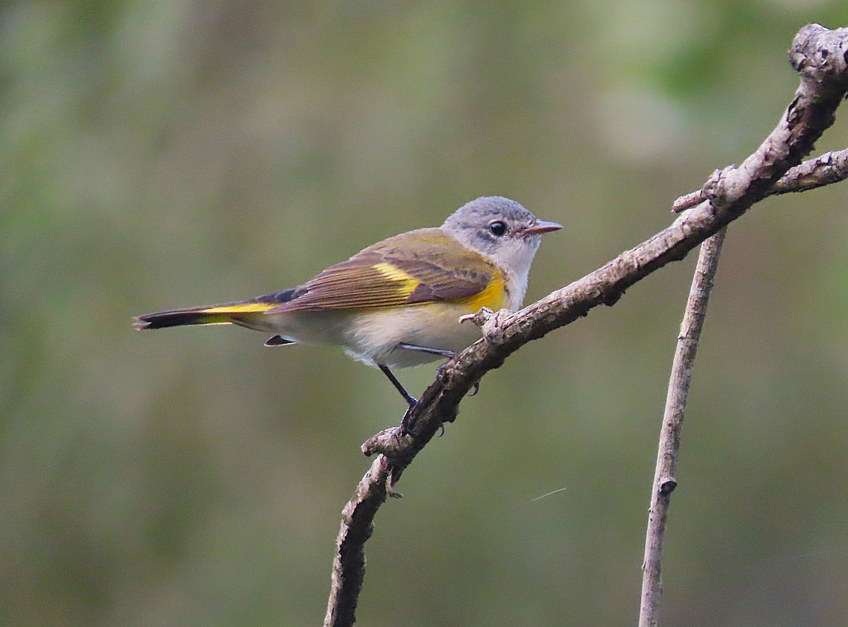 American Redstart - ML624094253