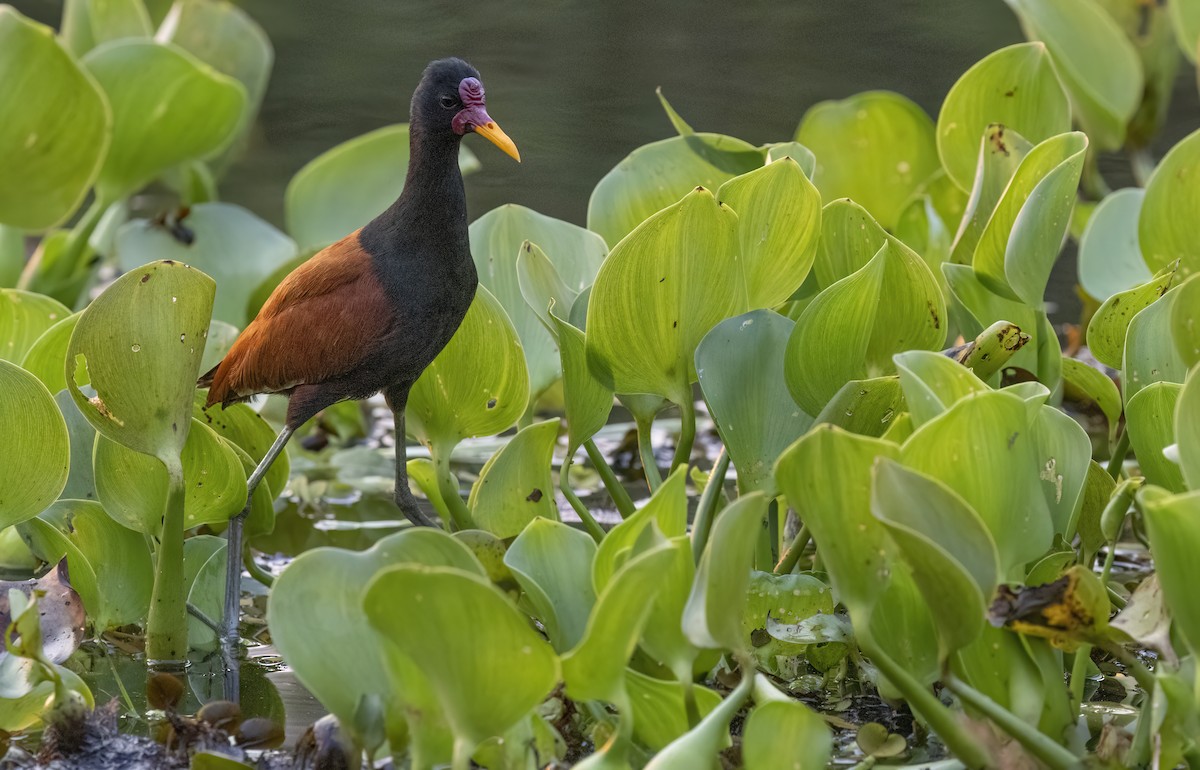 Wattled Jacana - George Armistead | Hillstar Nature