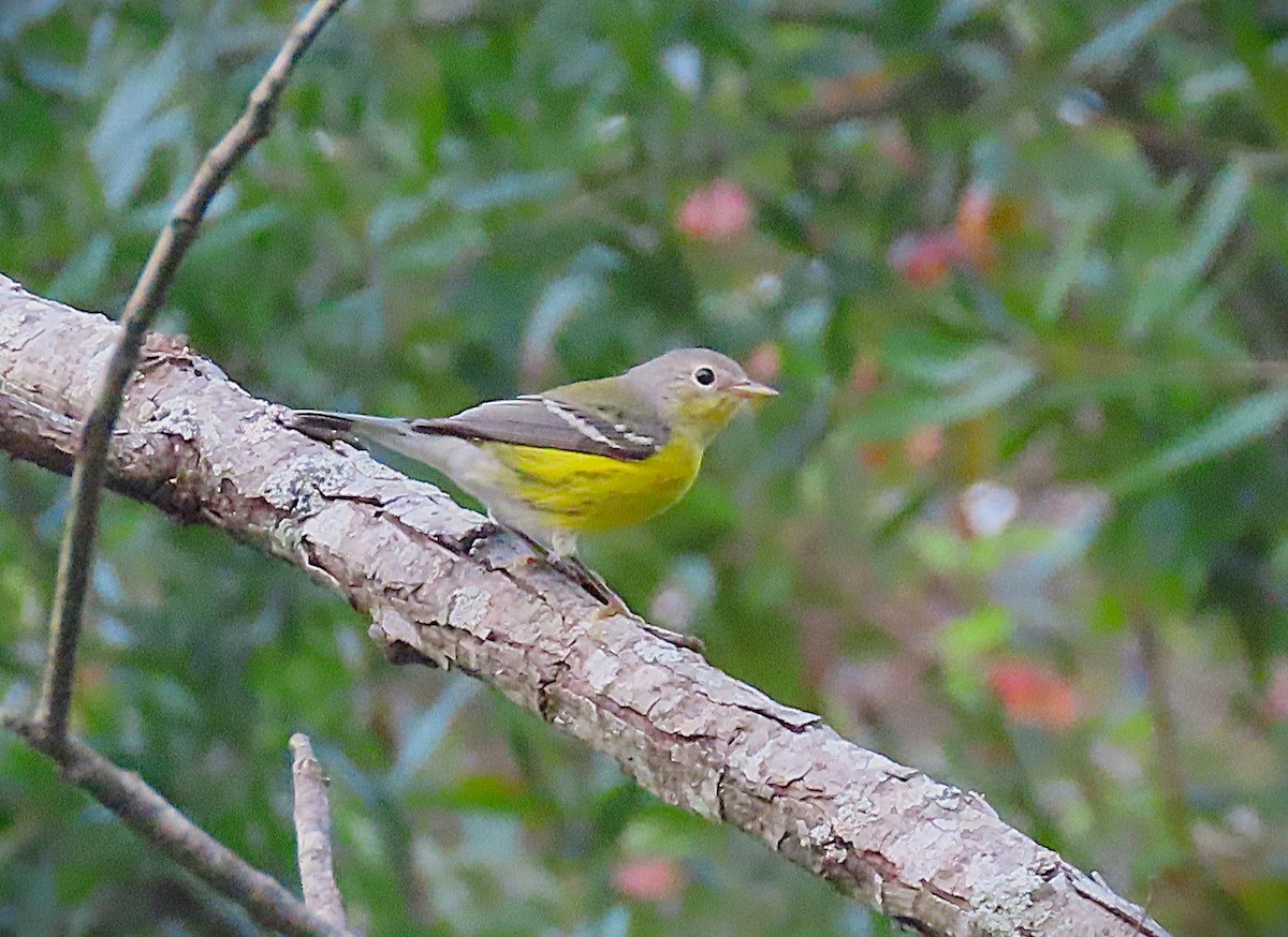 Magnolia Warbler - ML624094273