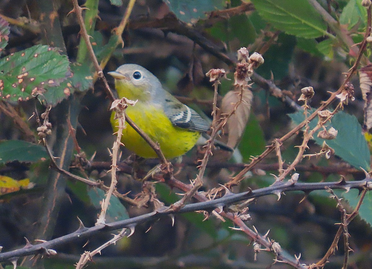 Magnolia Warbler - ML624094274