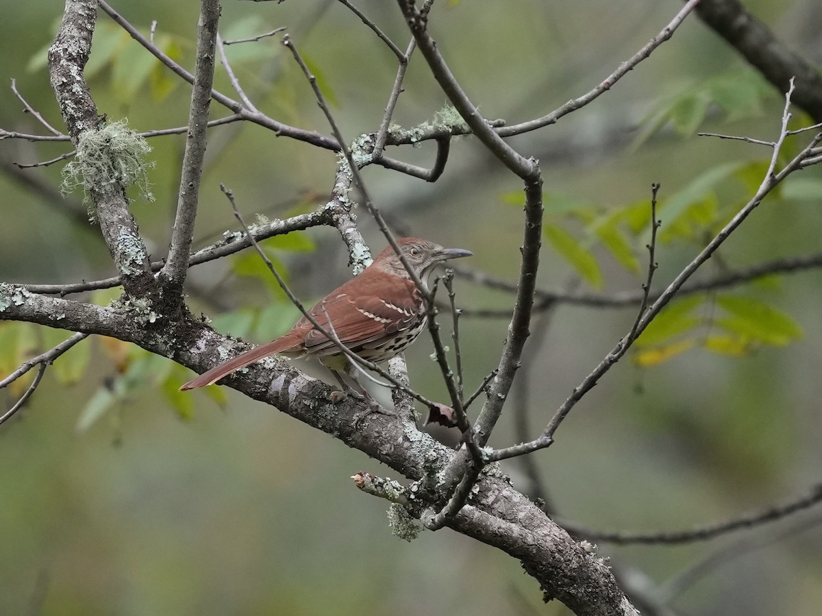 Brown Thrasher - ML624094280