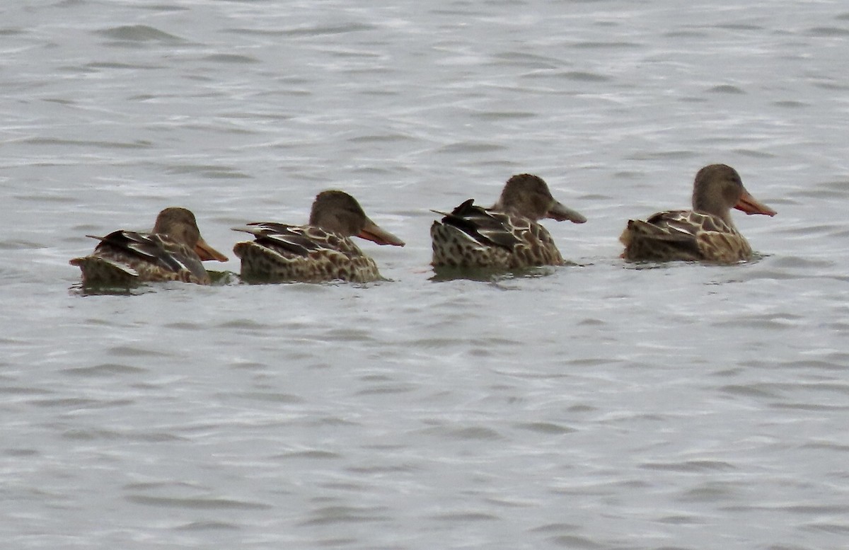 Northern Shoveler - ML624094304