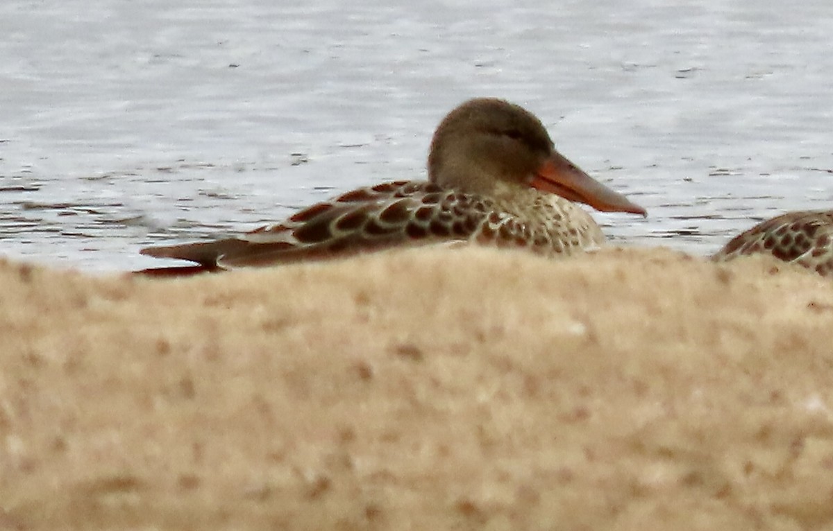 Northern Shoveler - ML624094305