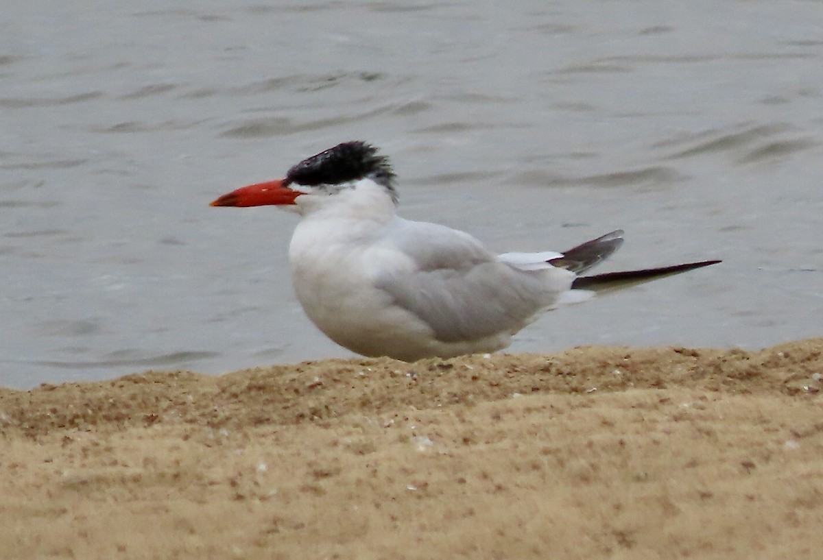 Caspian Tern - ML624094309