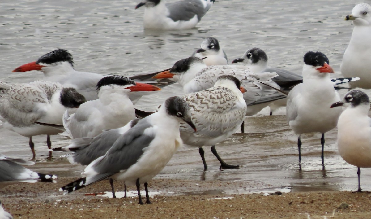 Caspian Tern - Micky Louis