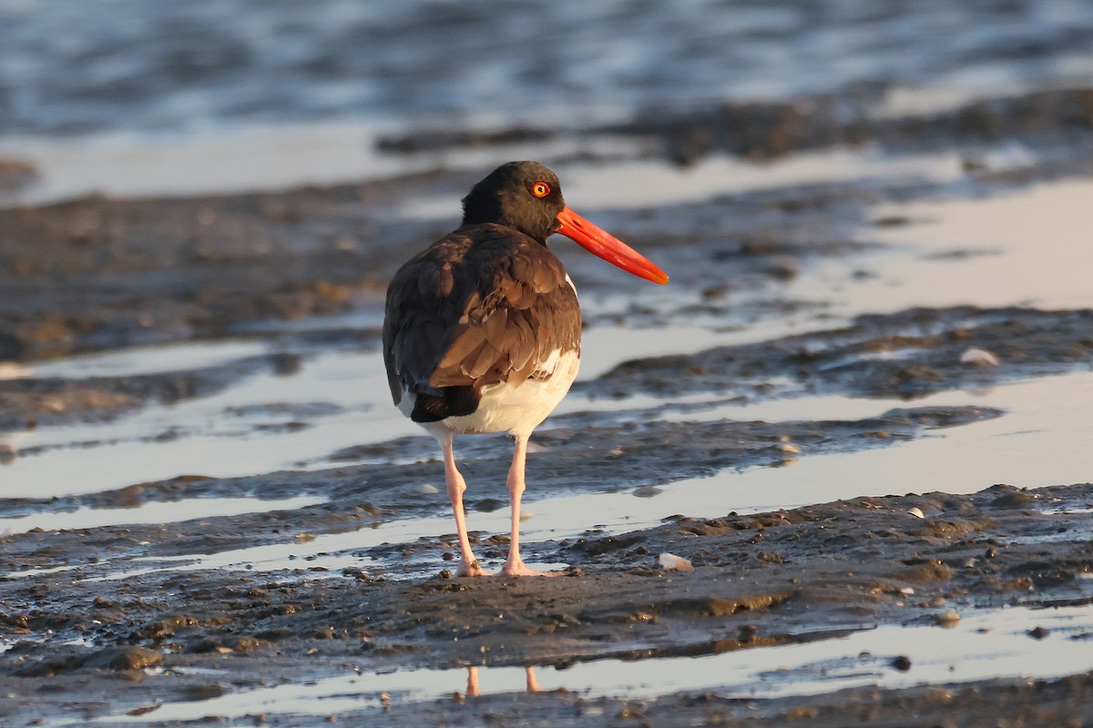 American Oystercatcher - ML624094312