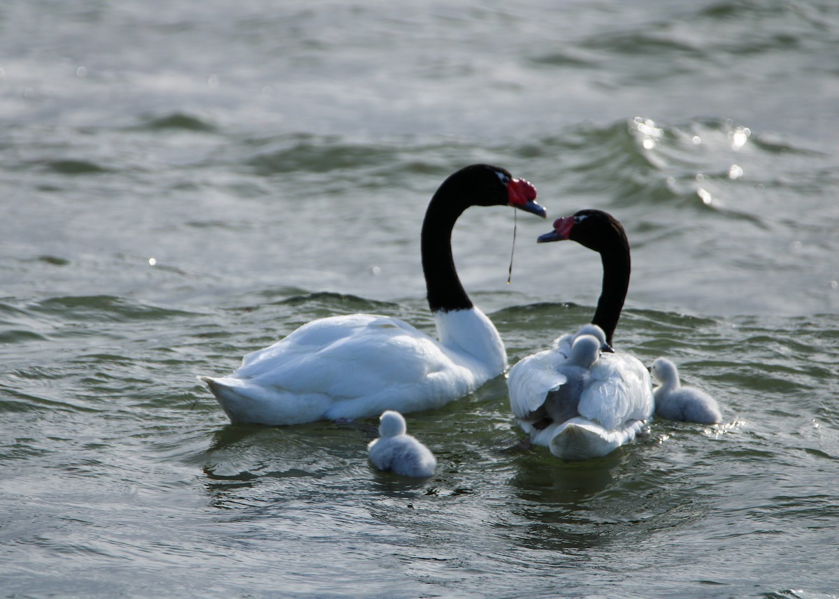 Black-necked Swan - ML624094314