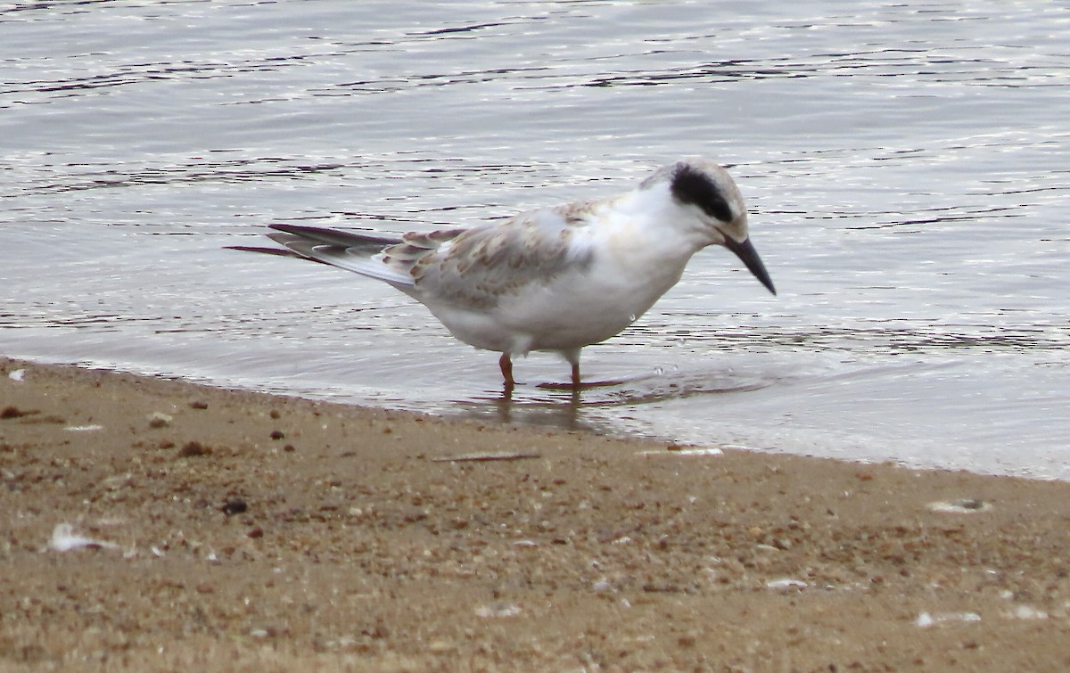 Forster's Tern - Micky Louis