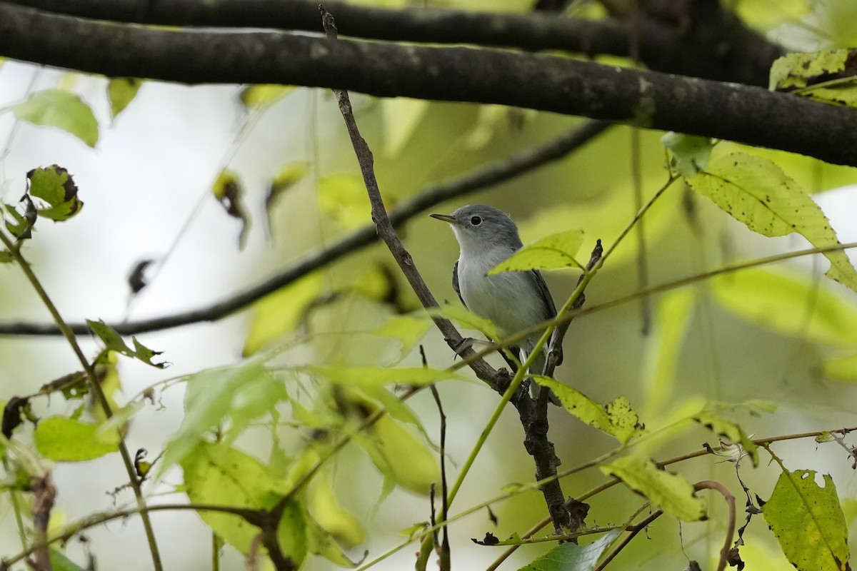Blue-gray Gnatcatcher - ML624094325