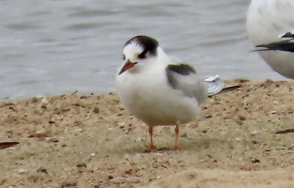 Common Tern - Micky Louis