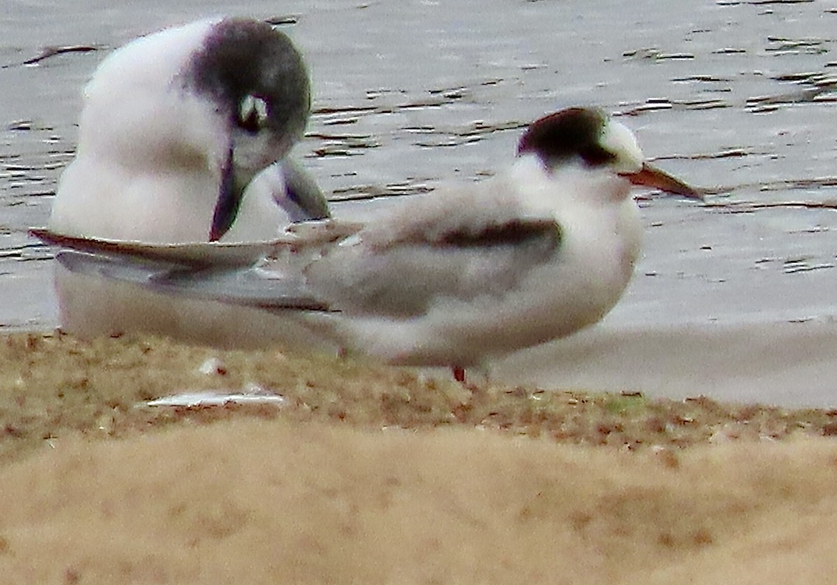 Common Tern - ML624094329