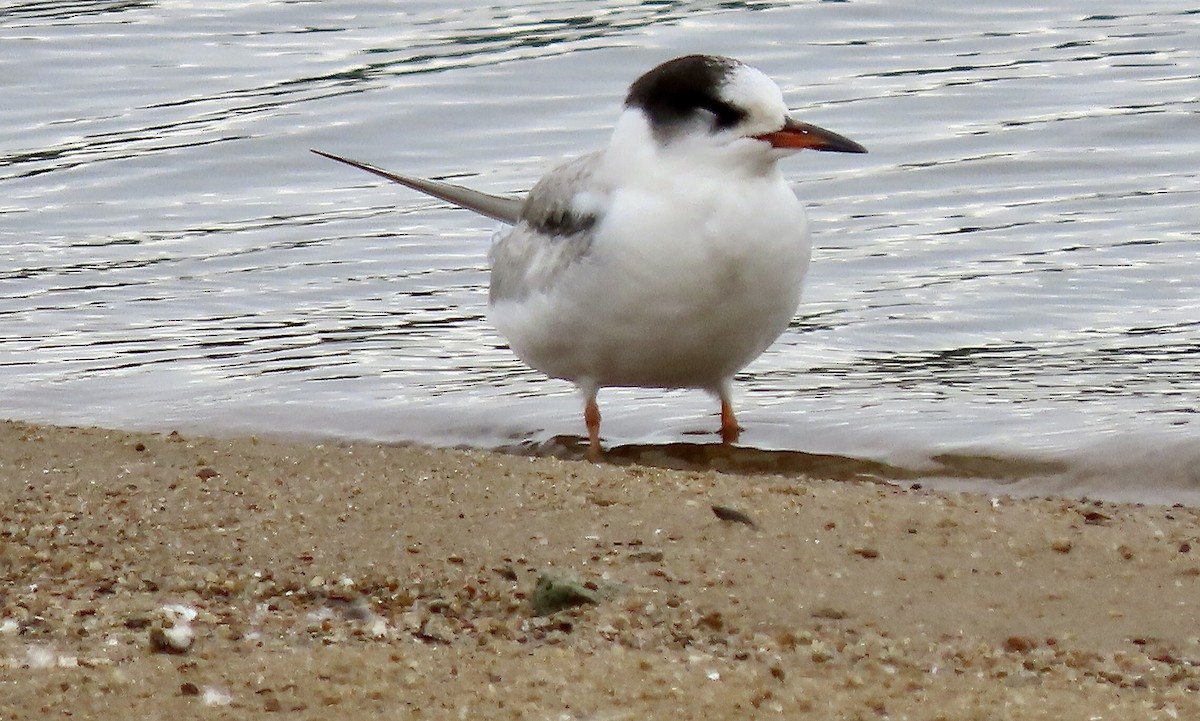 Common Tern - ML624094330