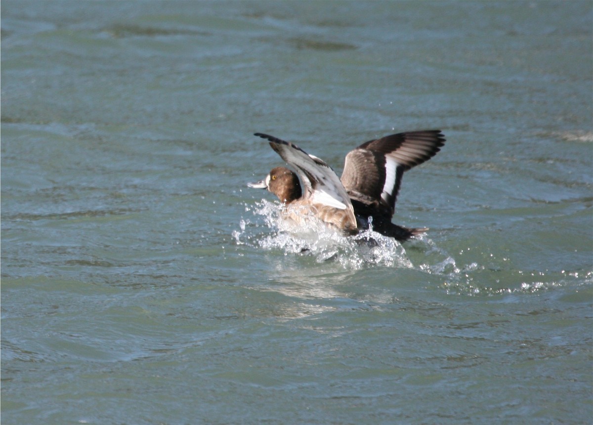 Lesser Scaup - ML624094334