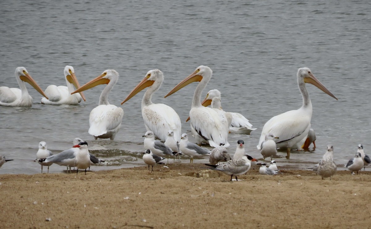 American White Pelican - ML624094336