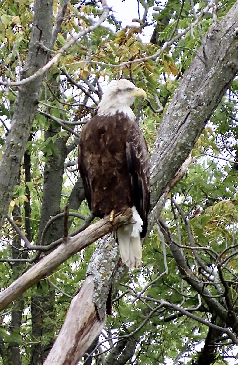 Bald Eagle - ML624094352