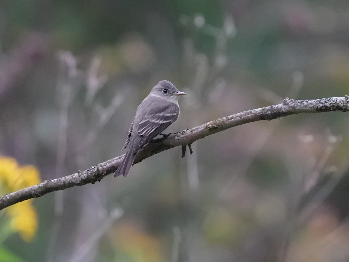 Eastern Wood-Pewee - ML624094375