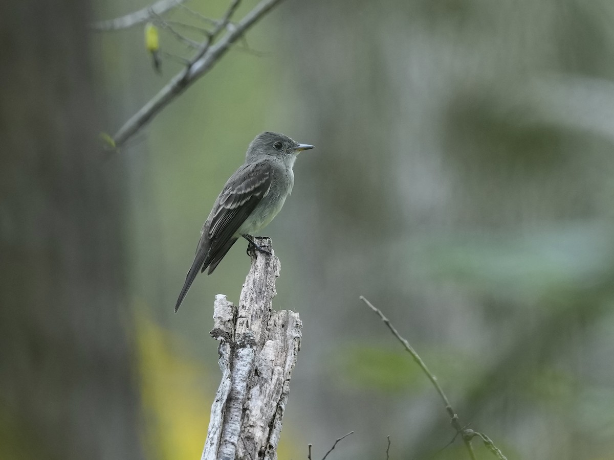 Eastern Wood-Pewee - ML624094376