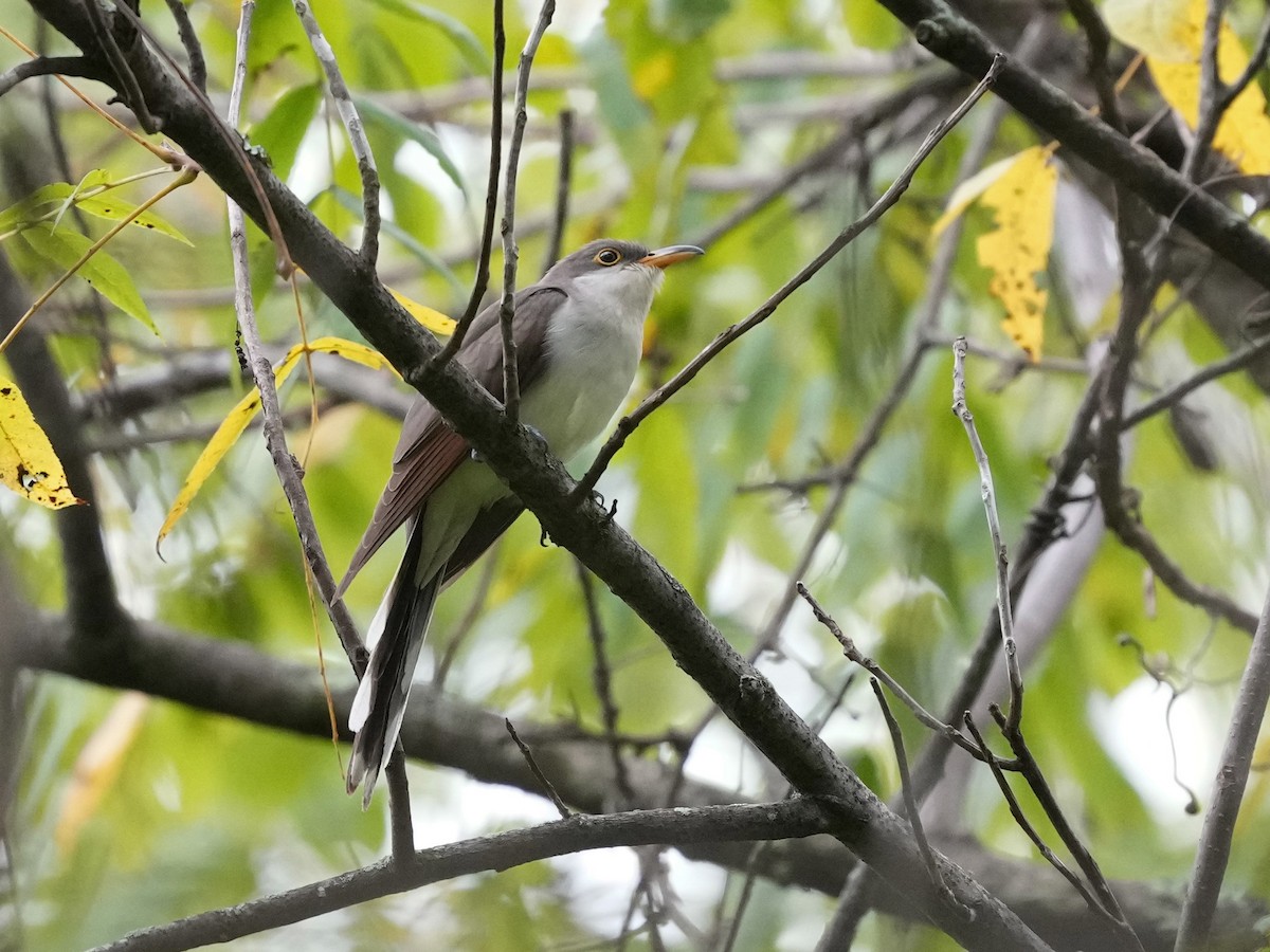 Yellow-billed Cuckoo - ML624094386
