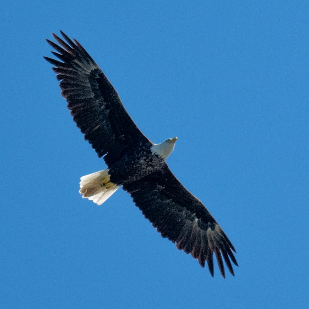 Weißkopf-Seeadler - ML624094387