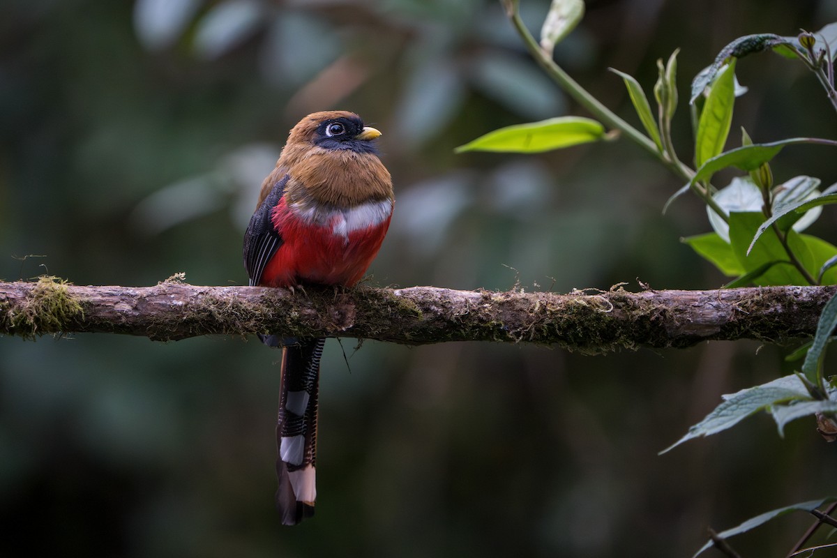 Trogon masqué - ML624094401