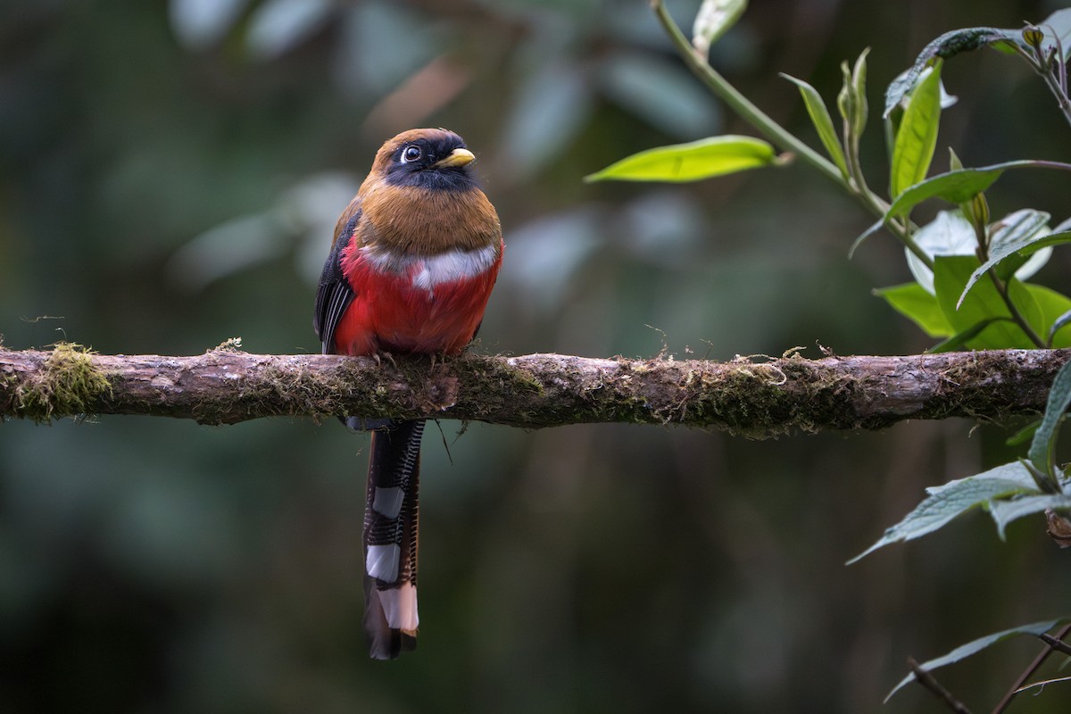 Trogon masqué - ML624094402