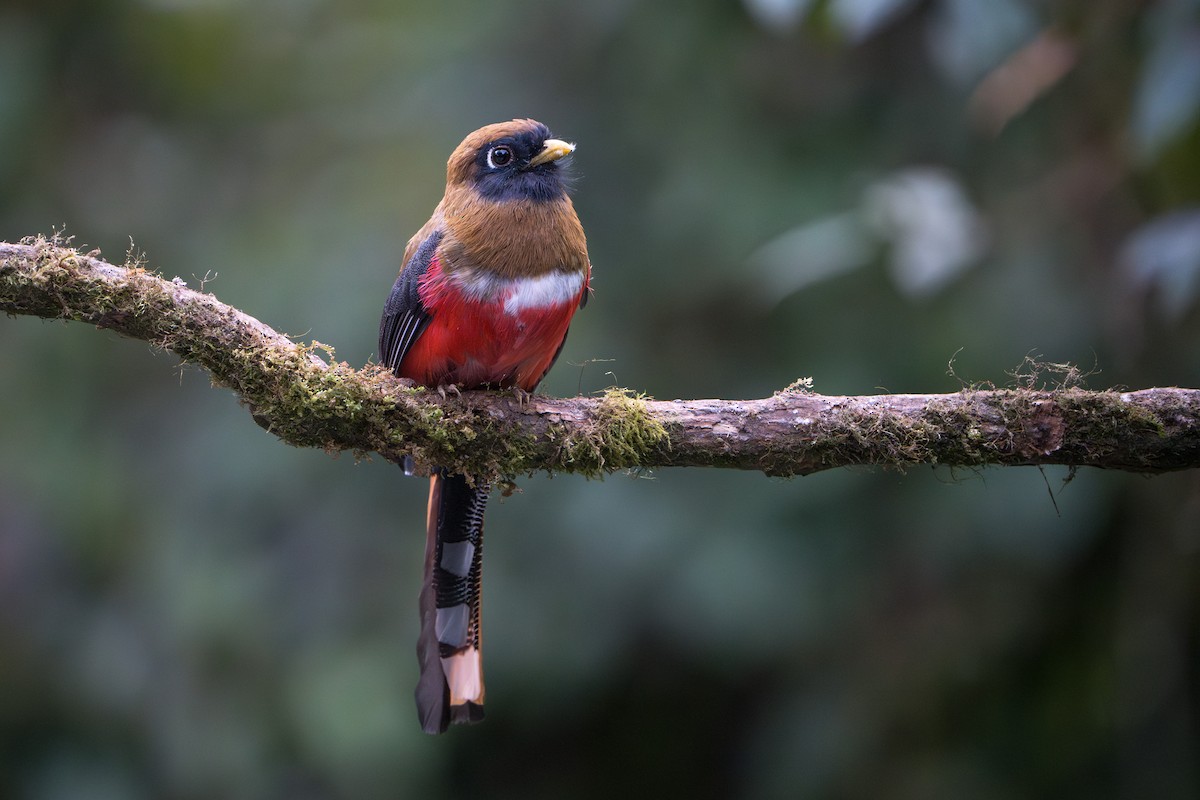 Trogon masqué - ML624094403