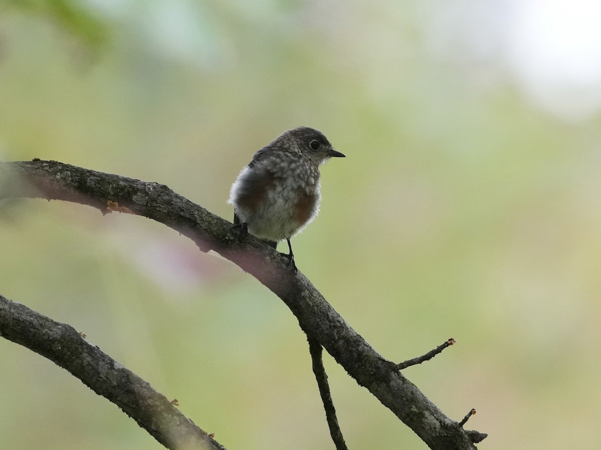 Eastern Bluebird - ML624094411