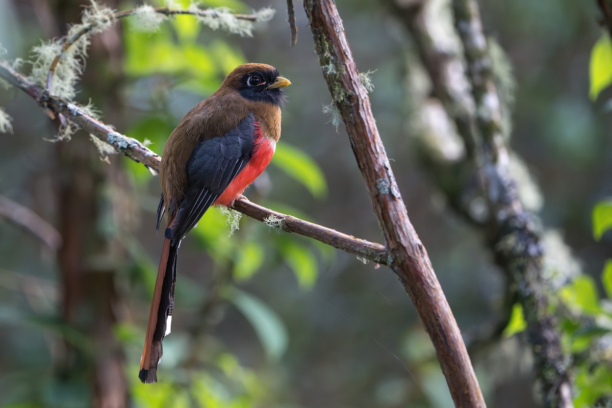 Trogon masqué - ML624094419