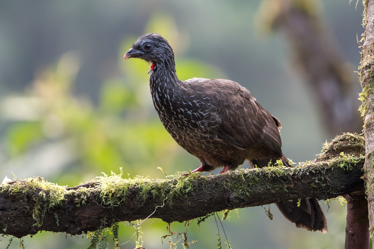 Andean Guan - ML624094421