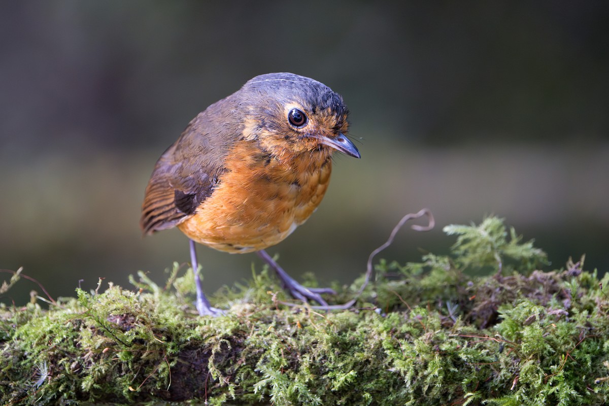 Slate-crowned Antpitta - ML624094426