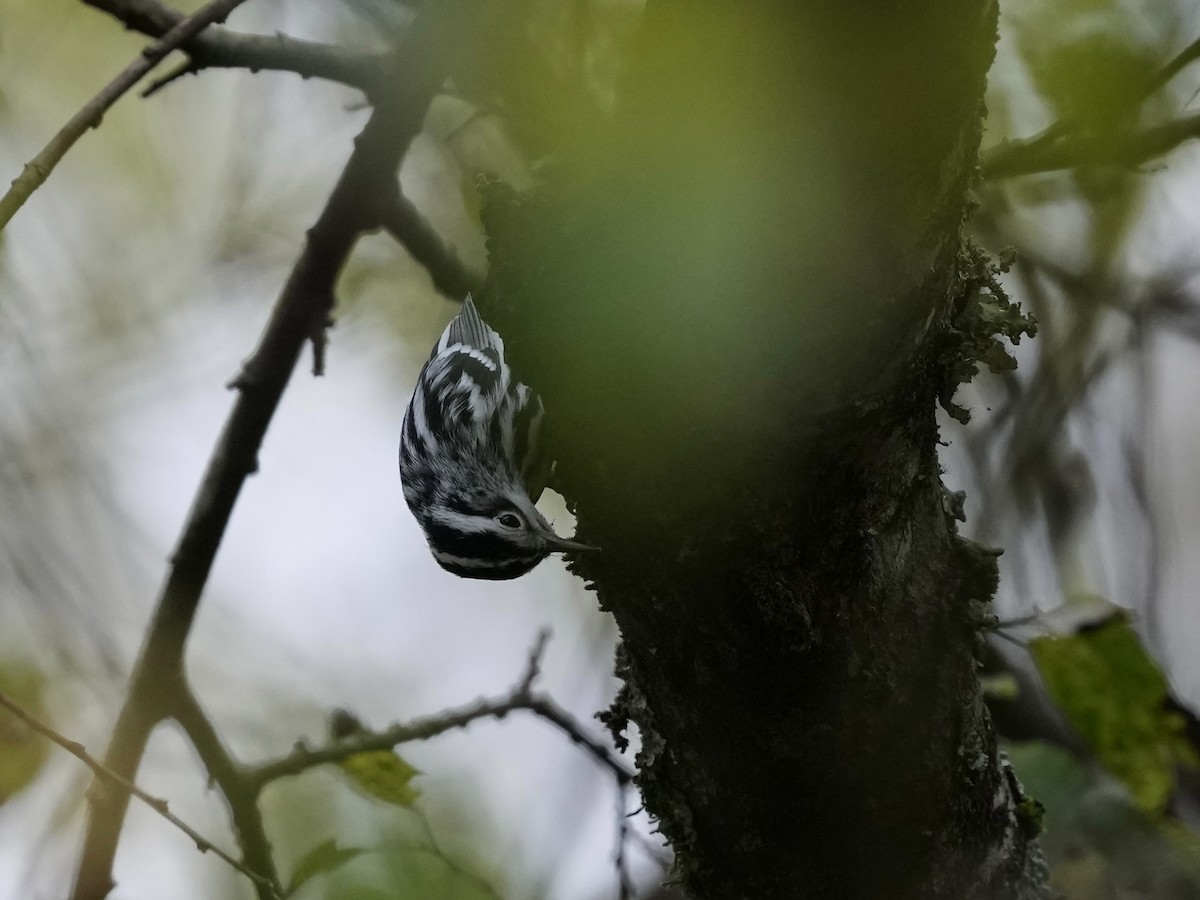 Black-and-white Warbler - ML624094430