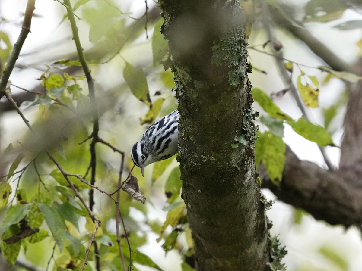 Black-and-white Warbler - ML624094431