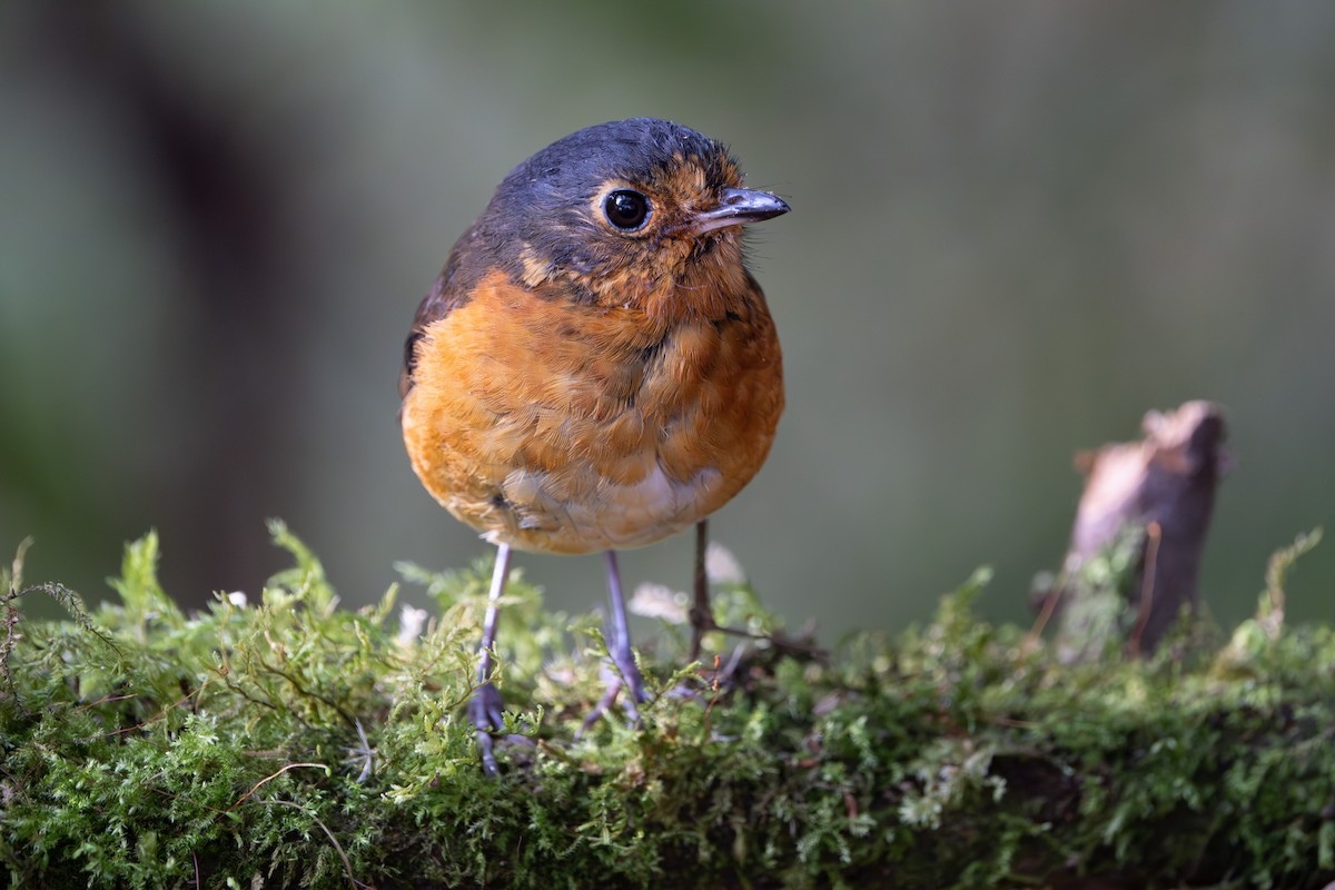 Slate-crowned Antpitta - ML624094435