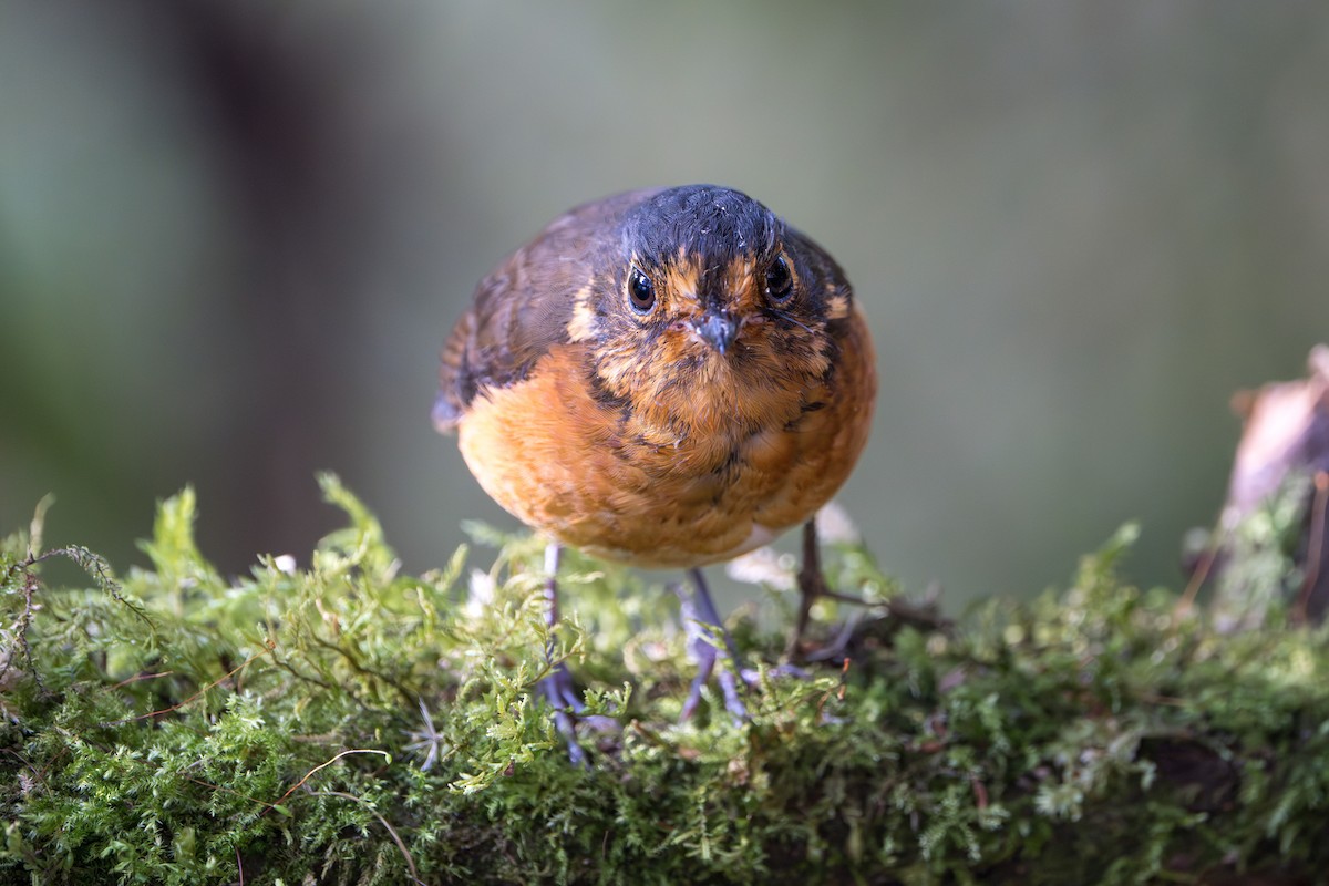 Slate-crowned Antpitta - ML624094437