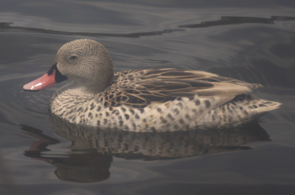 Cape Teal - Anonymous