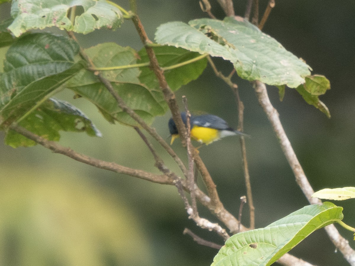 Tropical Parula - ML624094515