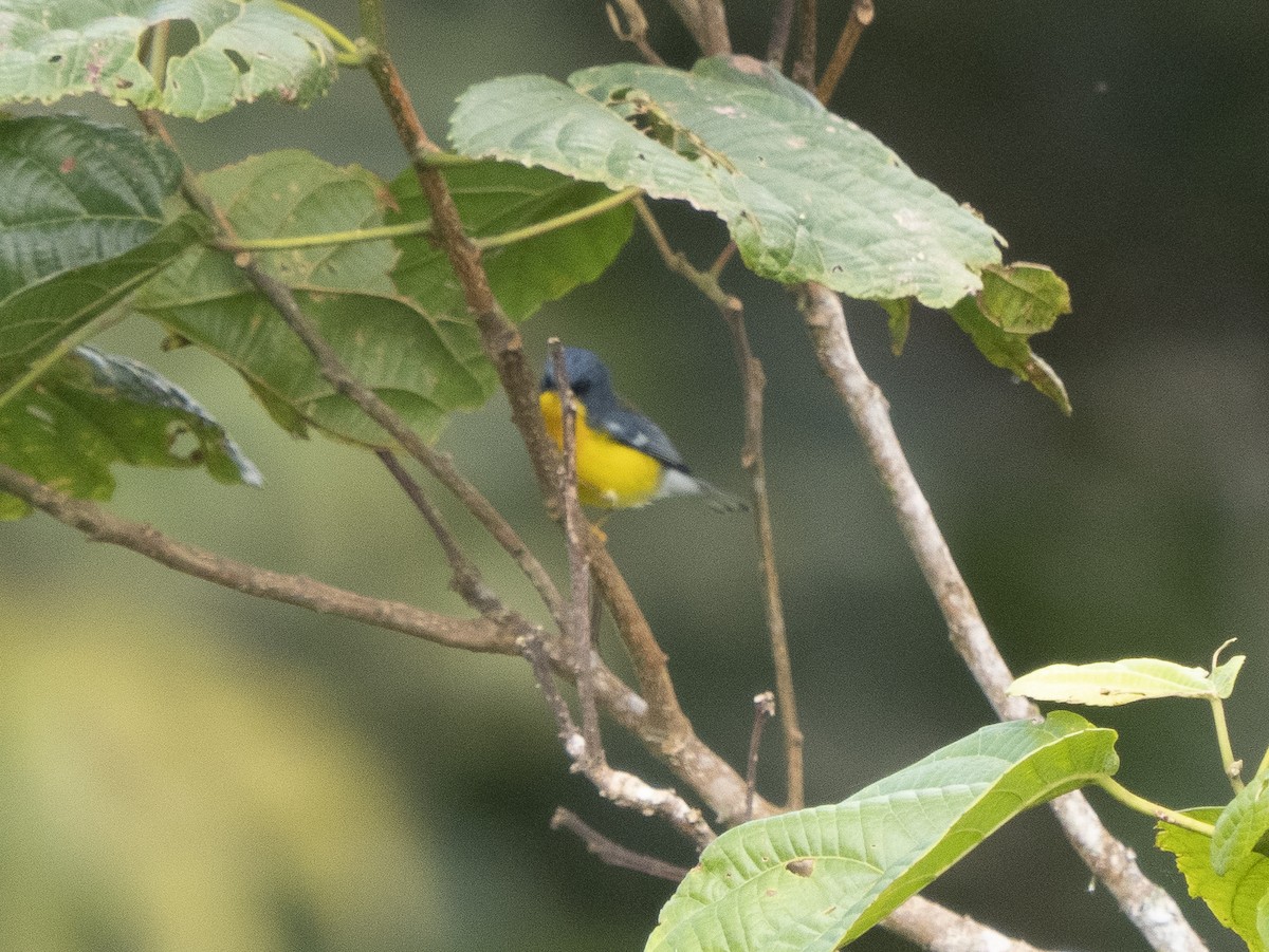 Tropical Parula - ML624094516