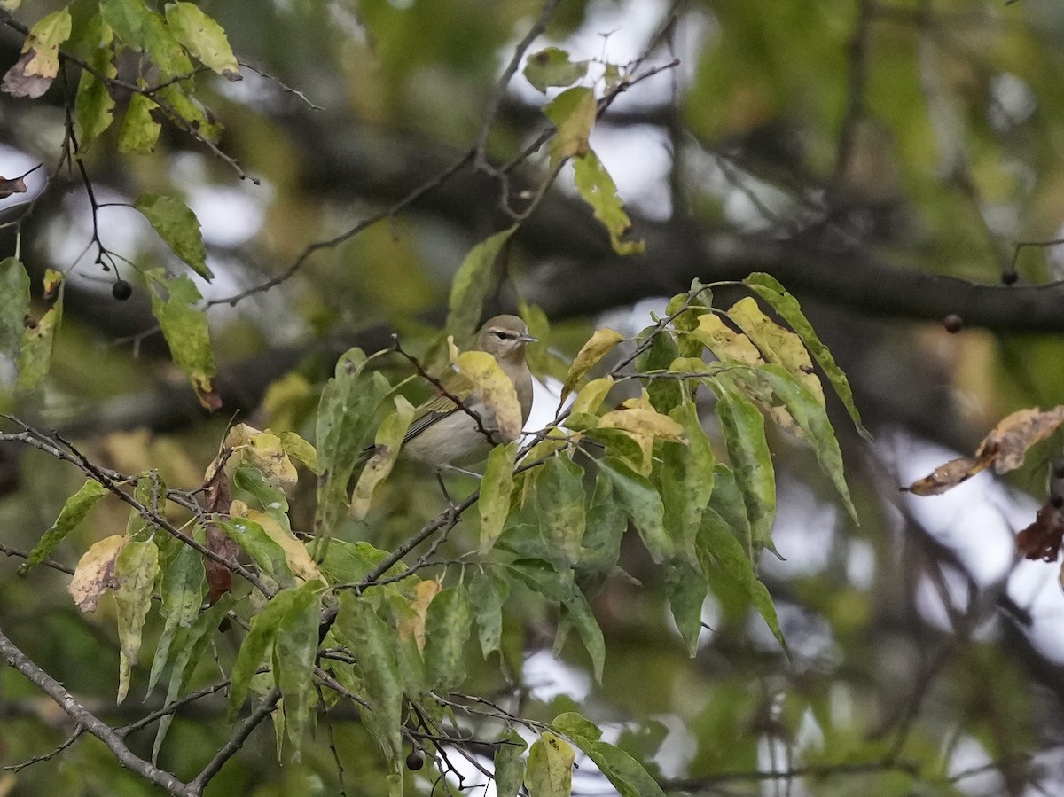 Tennessee Warbler - ML624094569