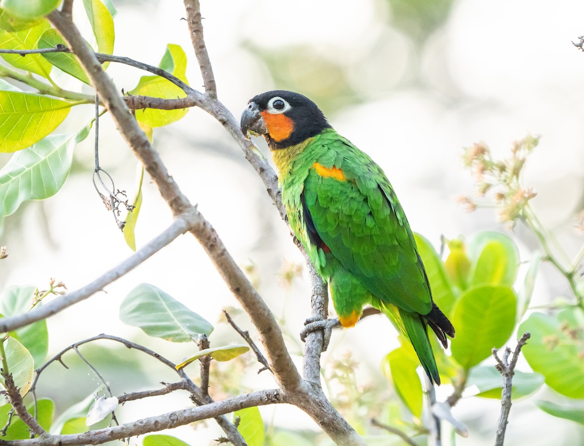 Orange-cheeked Parrot - ML624094591