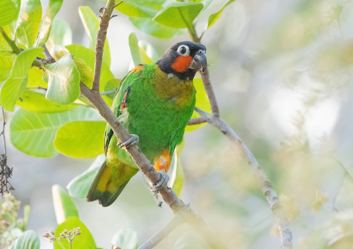 Orange-cheeked Parrot - ML624094592