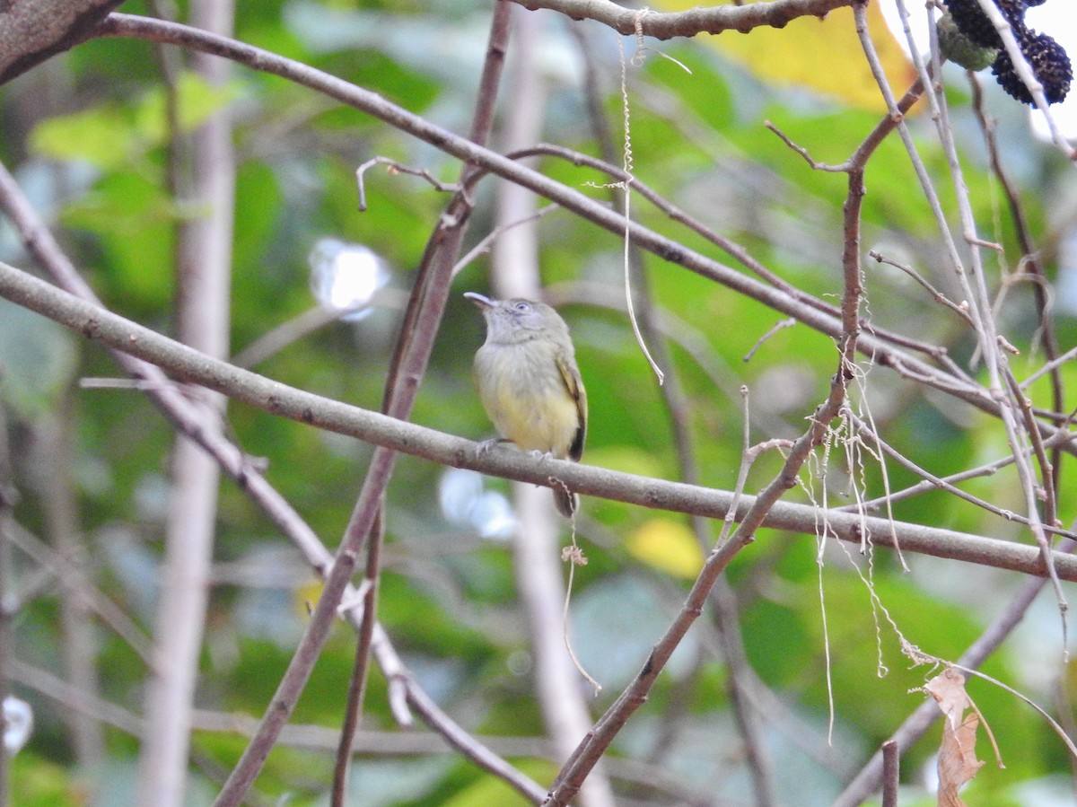 Northern Bentbill - Héctor Moncada